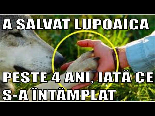 l.jpg.d1ba3867ec0d3a65823fe82618963fb1.jpg